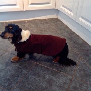 dachshund coats ebay
