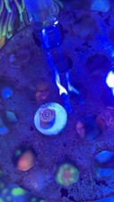 Stratosphere Zoanthid Coral Frag - 1 Polyp - Combined Shipping Available