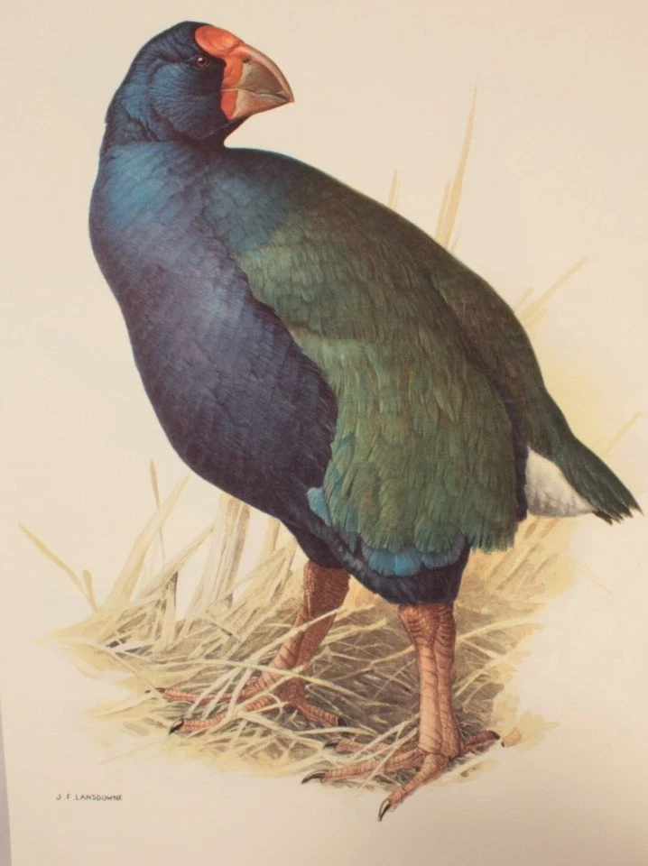 Rails of the World A Monograph of the Family Rallidae S Dillon Ripley 41 Prints - Image 4 of 4