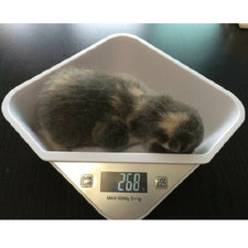Digital Pet Weight Scale Newborn Puppy Kitten Weight Scale