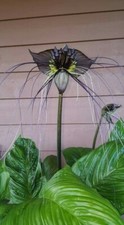 8000710 Fledermaus Blume Badflowers Tacca schwarz black 10 Samen Seeds