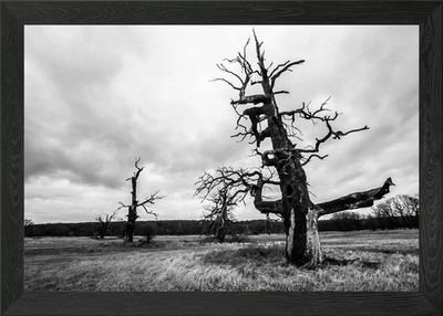 Old oaks Framed Wall Art Poster Canvas Print Picture