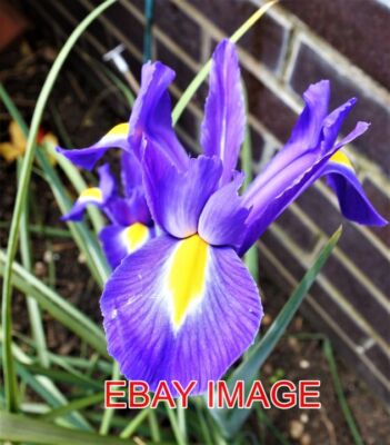 FOTO HOLLÄNDISCHE IRIS BUNTE ERGÄNZUNG FÜR DEN GARTEN.