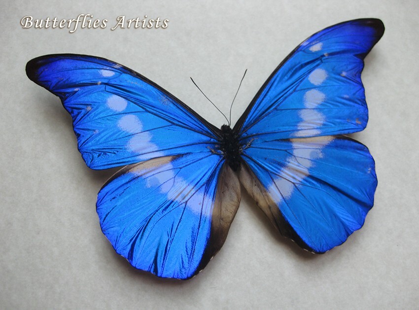 Rare Morpho Rhetenor Helena Pair Rare Butterflies Framed
