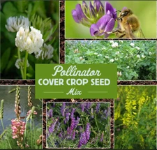POLLINATOR COVER CROP Mix Ground Cover Wildflower Meadow Non-GMO 1200 Seeds