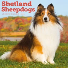 Carousel Calendars,  Shetland Sheepdogs 2026 Wall Calendar, 12'' X 12'', 16-Mont