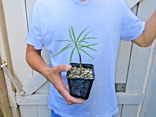 Euphorbia Lambii Succulent