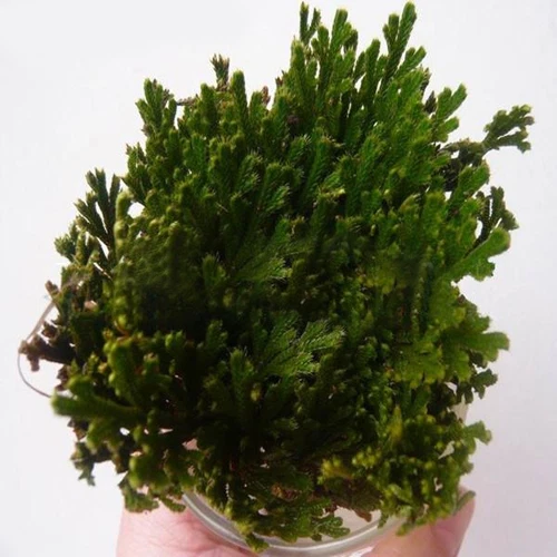 ROSE VON JERICHO, die Pflanze, die niemals stirbt Wunderpflanze Geschenkidee - Bild 10 von 14