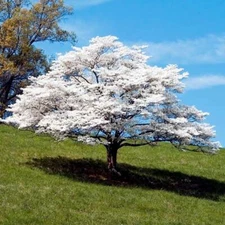 20 Tree White empress Bonsai Seeds Heirloom Rare colorful lawn plant dogwood