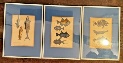 3er Set Antike Fisch-Lithografien - Th. Lejeune Brüssel 19. Jhd. - Gerahmt - Bild 1 von 4