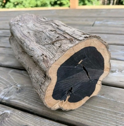 African Blackwood Log for woodworking, jewelry, instrument making