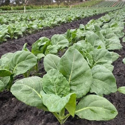 BROCCOLI SEEDS ALL VARIETIES Choose Broccoli Seeds Broccoli Cheap Collection - Picture 3 of 11