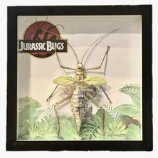 Stick Bug GIANT jungle nymph Shadowbox Taxidermy oddities, Steampunk 1 Of A Kind