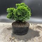 Picture 4 of 9