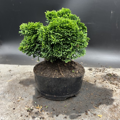 Shohin  Hinoki Cypress bonsai tree - Picture 4 of 9