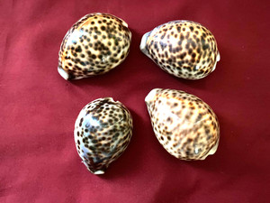 Lot Of 4 Tiger Cowrie Seashells Approx.. 3" Beach Decor Crafts Collecting--