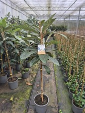 Japanische Mispel Eriobotrya japonica ‘Tanaka’ ca. 160 cm immergrün