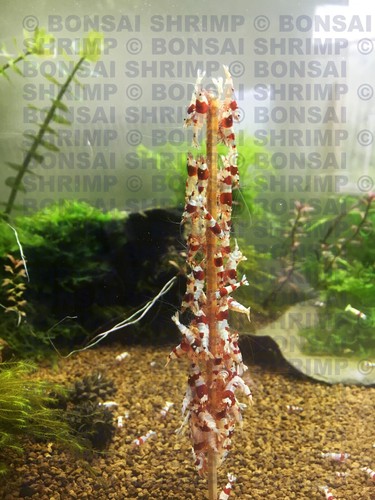 10x Protein Blend Bonsai shrimp lollies 6.5" sticks Red Breeders cherry crystal - Picture 7 of 9