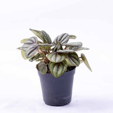 Peperomia piccolo (Peacock peperomia) 6cm