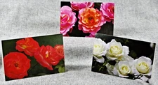 Summer Roses Set of 3 Blank Photo Notecards