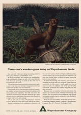 1964 Weyerhaeuser: Playful Mink Vintage Print Ad