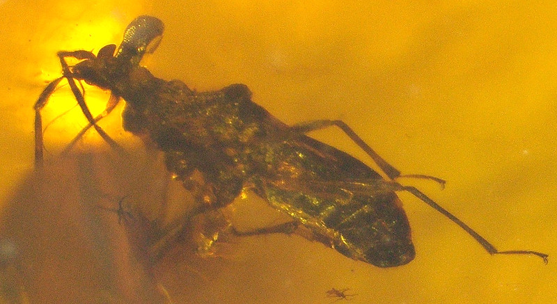 True Bug with Bulging Eyes and Spider in Burmese Amber Fossil from Dinosaur Age