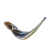 Shofar 16"-18" From Israel KOSHER ODORLESS Ram Horn Shofar Jewish Blowing Shofar