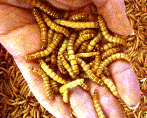 Alive Pet Reptile Feeder Insects & Bugs - Living Terrarium Pets Food Diet Feed - Picture 31 of 43