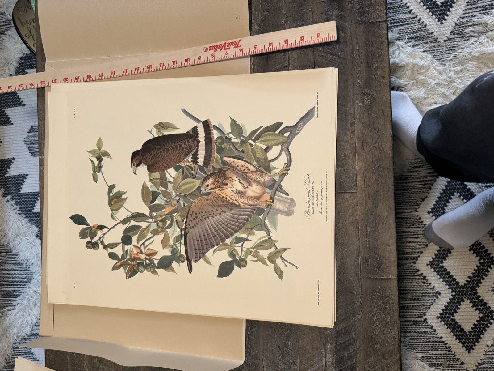 audubon double elephant folio Broad Winged Hawk eBay