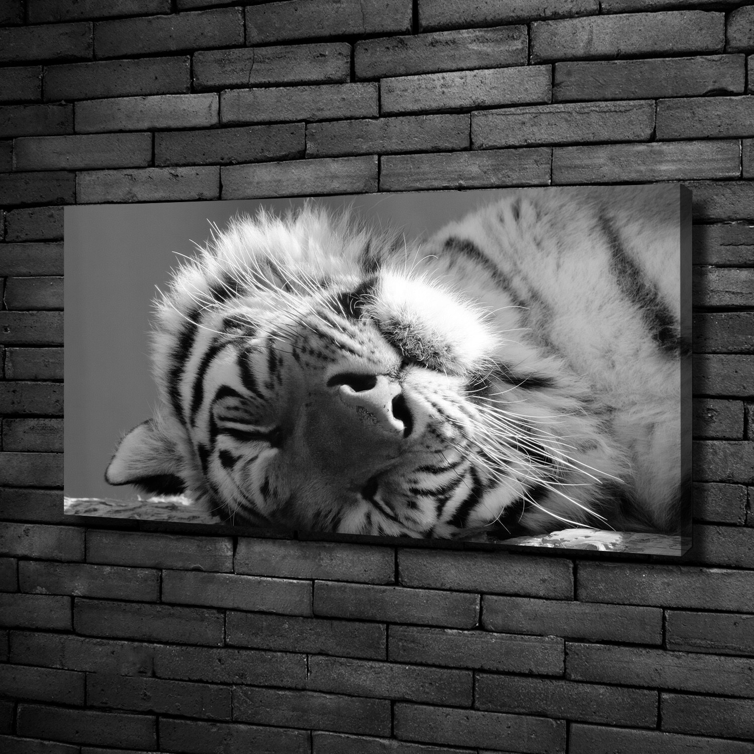 Leinwandbild Kunst-Druck 100x50 Bilder Tiere Müder Tiger