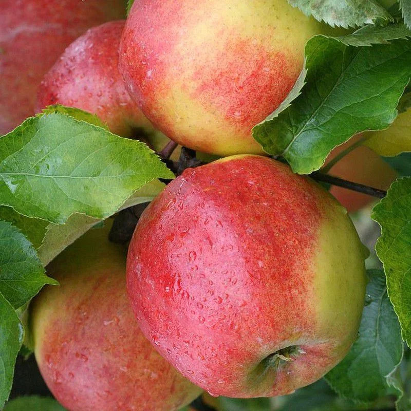 Pommier Jonagold compact contre le manque d'espace Malus domestica pour terrasse