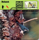 Dr Jim Stamps Maximum Card Tropical Birds Antillean Euphonia Forever Fdc