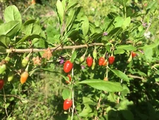 50+ Goji Berry seeds, organically grown  ** Easy to plant ** FREE S/H