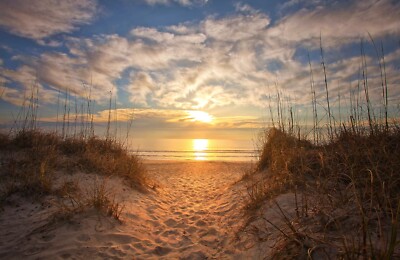Fototapete VLIES-SANDSTRAND-(5789S)-Dune Tapete Gras Sonne Strähne XXL