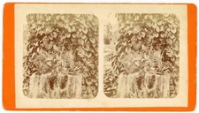 Stereoview ~ Savannah Georgia, "Air Plants," Still Life by D.J. Ryan