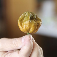 10 SEMI PEPERONCINO PEPPER X UNOFFICIAL WORLD HOTTEST PEPPER 3.180.000 SHU + GIF