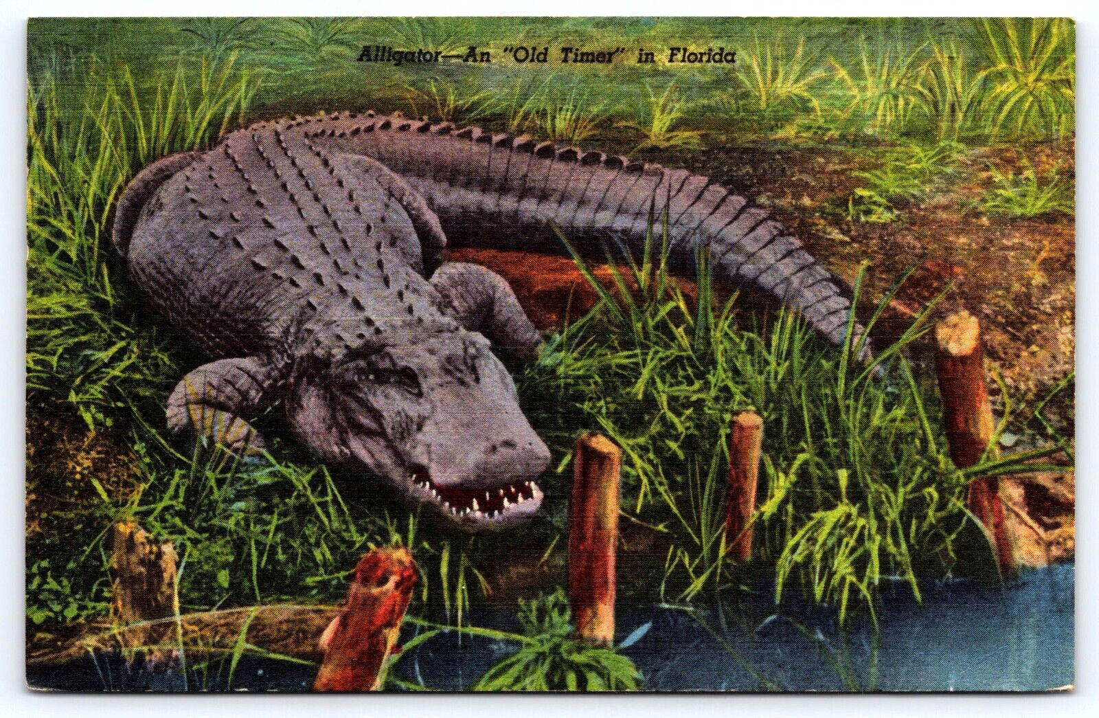 VINTAGE OLD ANTIQUE POSTCARD ALLIGATOR ANIMAL TROPICAL FLORIDA OLD TIMER USA