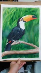 A3 Original Dibujo Tucan Ebay