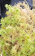 Fresh Live Sphagnum Moss,  2 Litres, Organic.