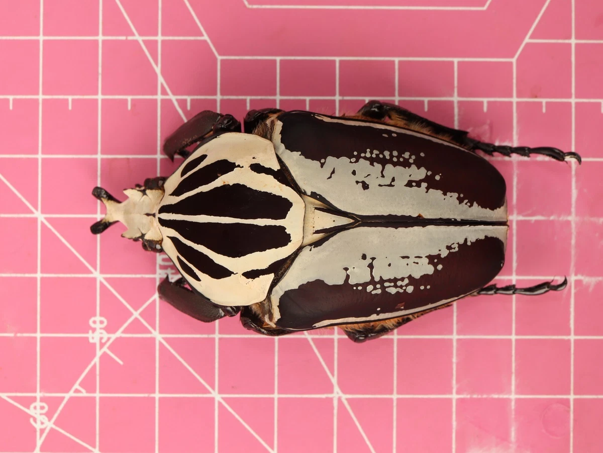 標本 Goliathus giliatus 94mm Goliathus giliatus 94mm 【公式通販】