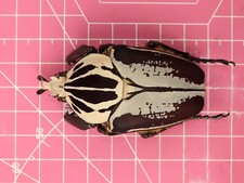 Goliathus beetles for collectors | Goliathus cacicus, atlas