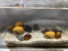20 Mystery Snails Mixed  Pomacea Bridgesii Live Freshwater Snail US LOCAL BRED