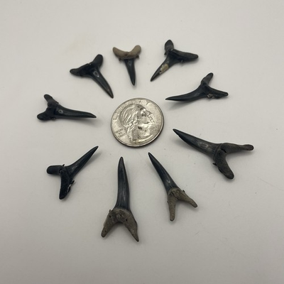 #ad SHARK TOOTH LOT 9 SANDTIGER SHARK TEETH FOSSILS VENICE FLORIDA $19.59