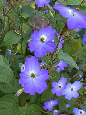 AF 1015XT Browallia americana Solanium Flowers Samen Stück 25