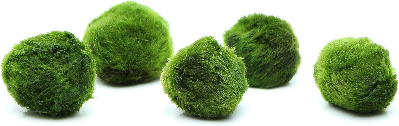 k2aqua 5 Marimo Moss Balls, Always Fresh Live Aquarium Plant, Cladophora aegagro