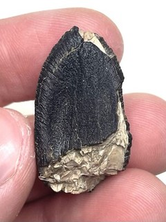 Huge 1.26” Titanosauriform Sauropod Dinosaur Tooth Isalo IIIb Fm Madagascar