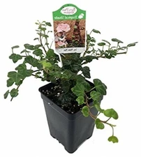 Peter Pan English Ivy Outdoor Indoor Live Plant 2.5" Pot