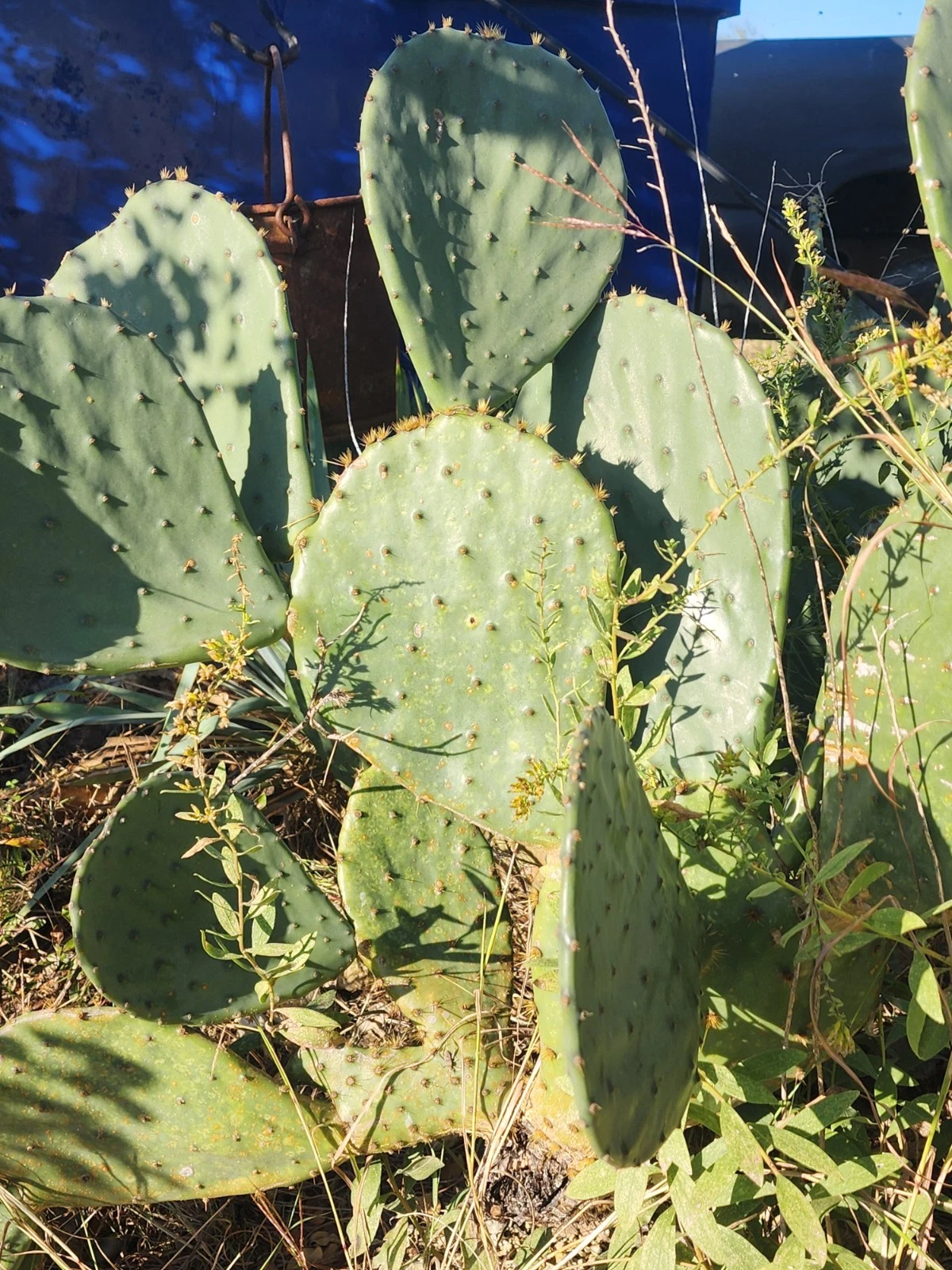 🌵 Prickly Pear Cactus Pads, BULK LOT! 🌵
