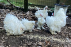 4+ Frizzles, Showgirl Silkie Hatching  Eggs — photo 5