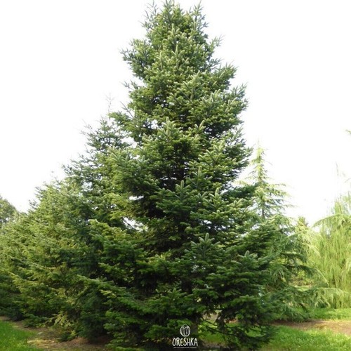 Abies nordmanniana 30 PCS fresh seeds, Nordmann fir, Caucasian fir seeds - Picture 6 of 9